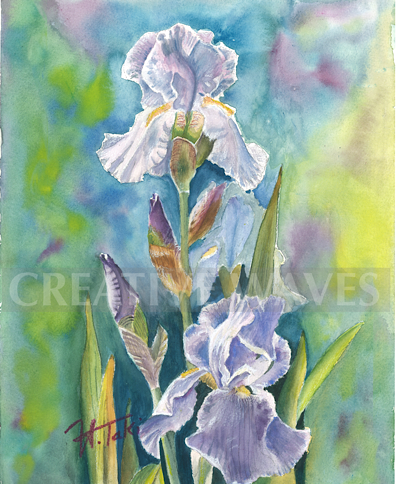 Blooming Iris