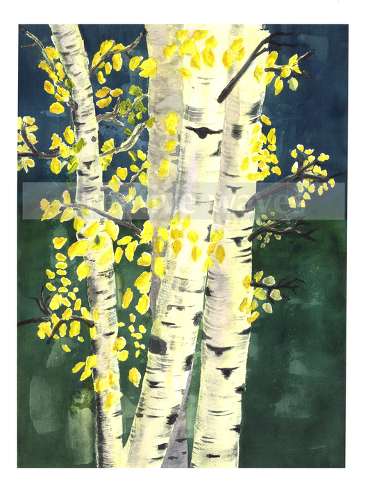 Aspen trees painted with blue and green background. Bright yellow leaves reflecting sunlight. We get to see the Aspen gold in fall, one of my favorite places for leaf peeping is Kenosha pass, followed by a drive through the Guanella pass.
